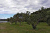 Olivový háj na ostrově Košljun